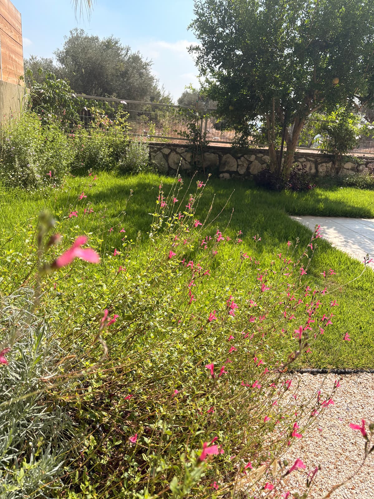 בוסתן עצי פרי בשילוב של דשא חי וצמחייה מקומית בגינה פרטית במדרך עוז